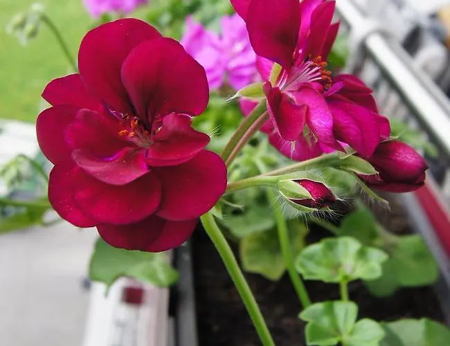 Konrad Appartement Ehrwald